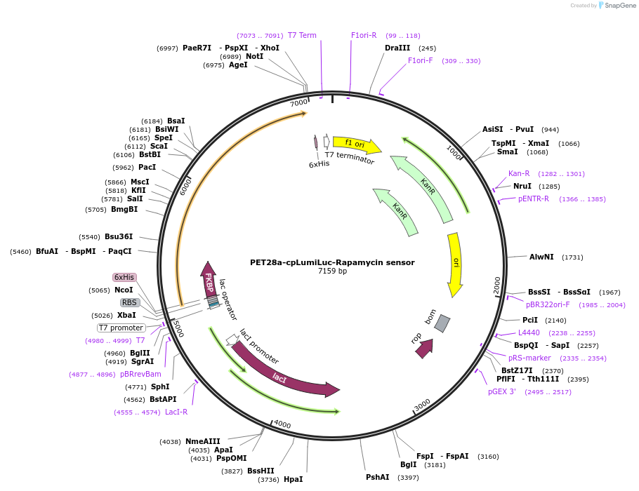 186292-plasmid-map-sequence-id-370456