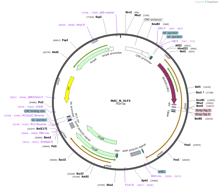 187740-plasmid-map-sequence-id-370457
