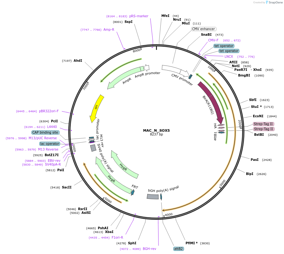 187742-plasmid-map-sequence-id-370458