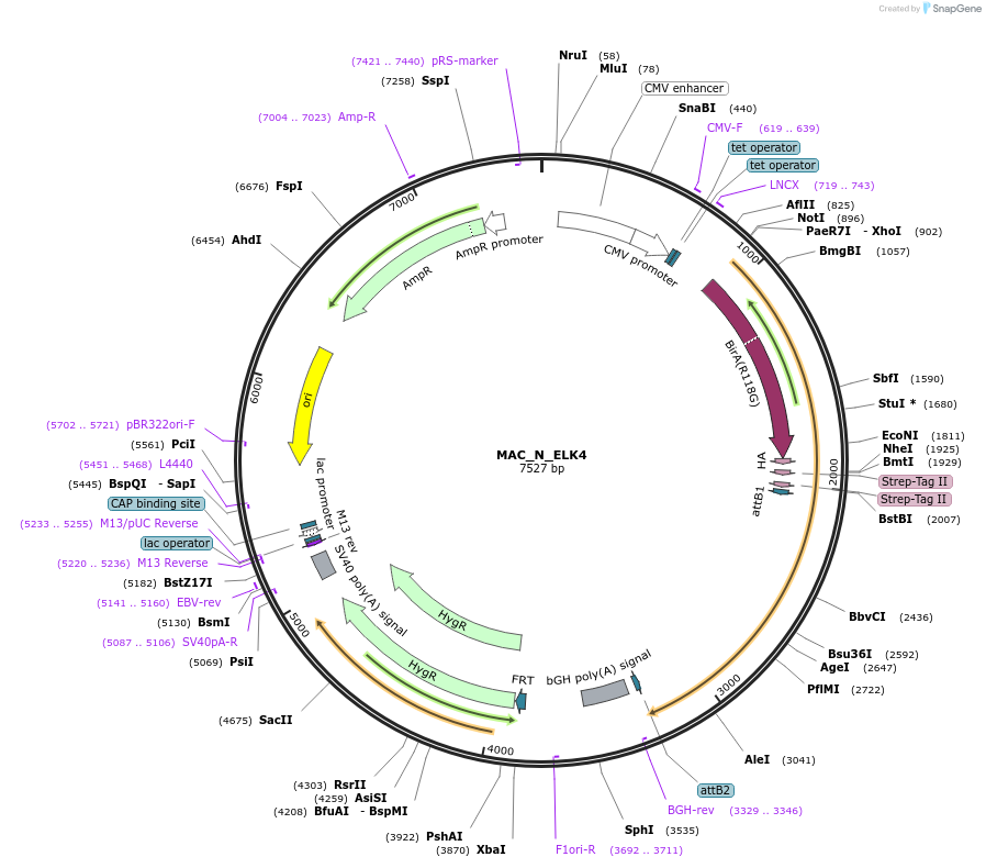 187745-plasmid-map-sequence-id-370463