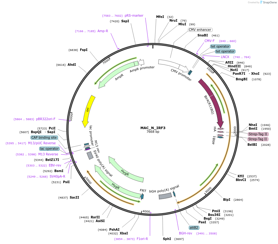 187749-plasmid-map-sequence-id-370465