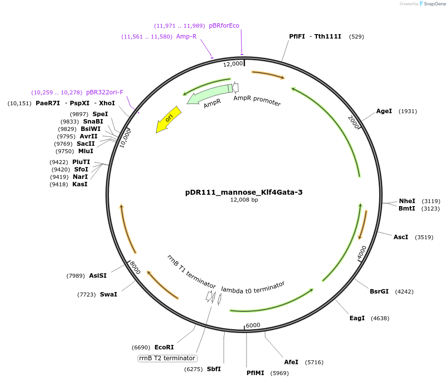 188401-plasmid-map-sequence-id-370467