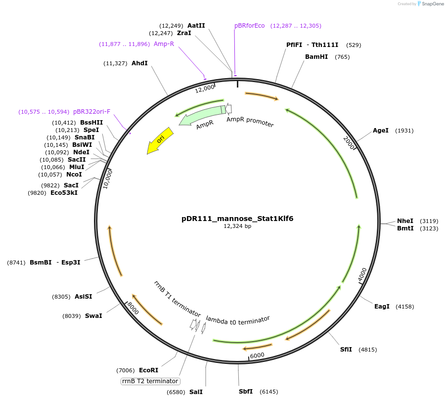 188400-plasmid-map-sequence-id-370468