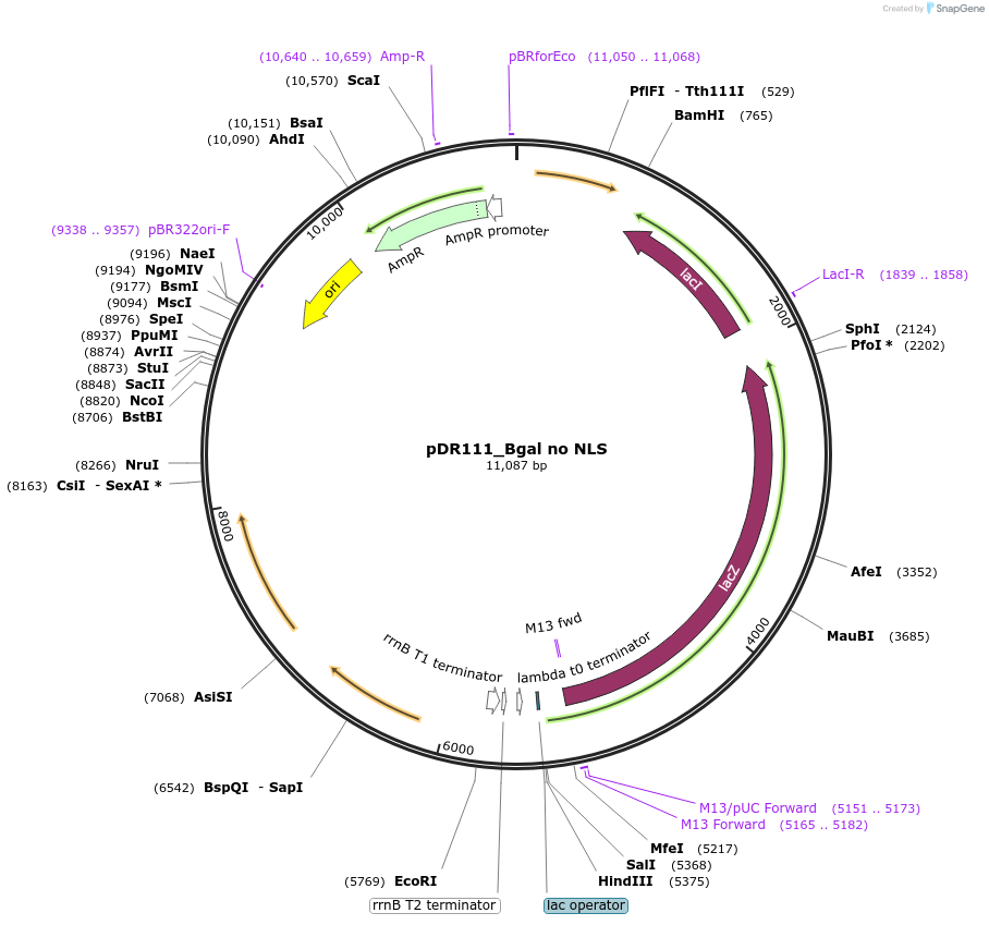 188397-plasmid-map-sequence-id-370470