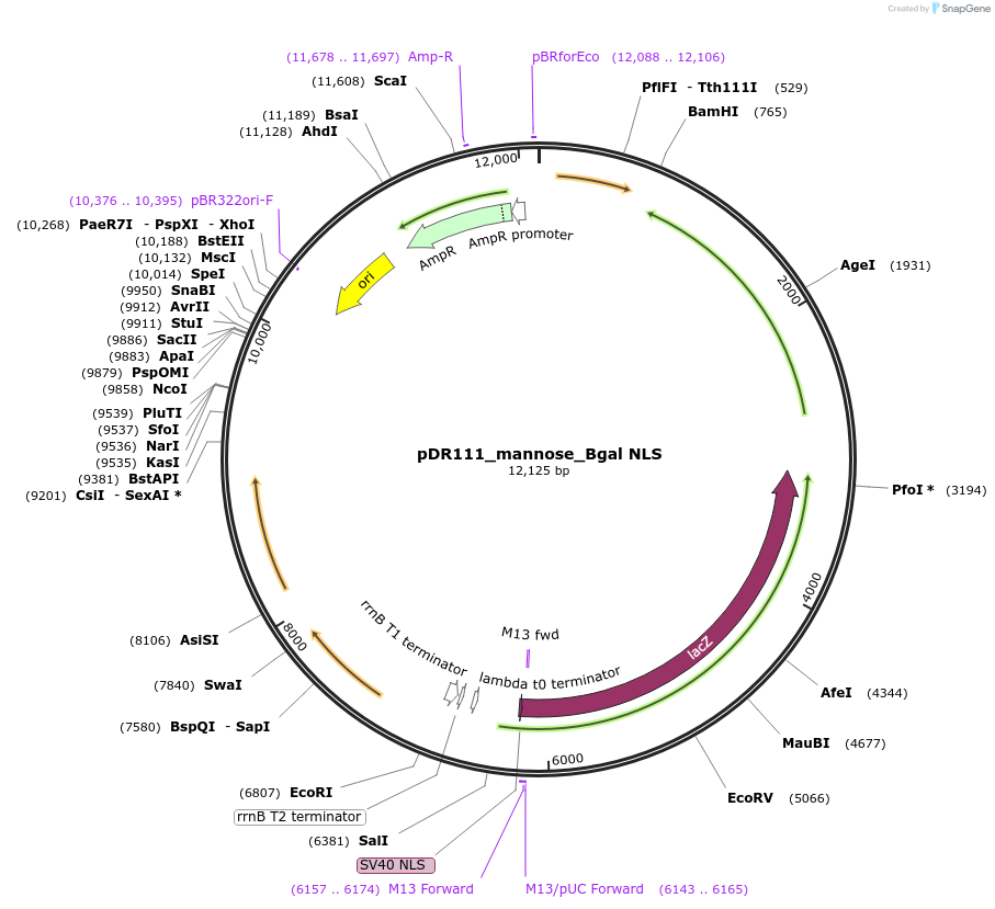 188398-plasmid-map-sequence-id-370473