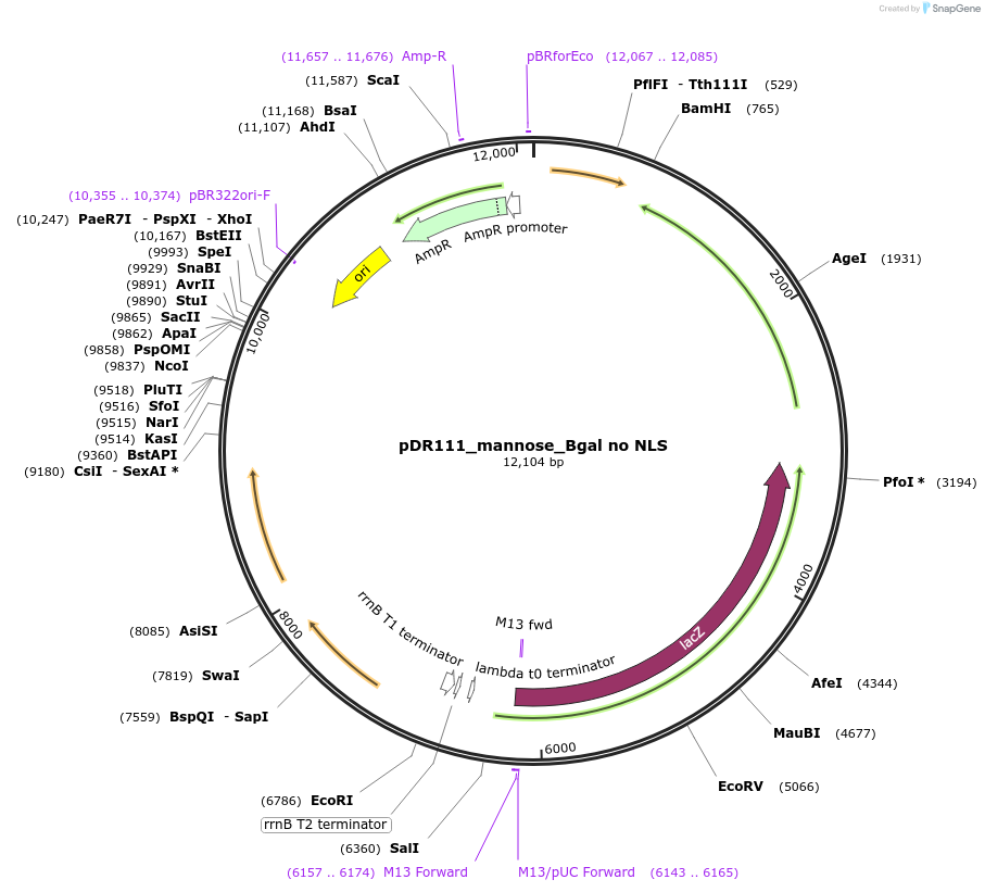 188399-plasmid-map-sequence-id-370474
