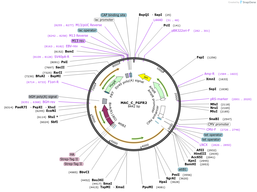 187751-plasmid-map-sequence-id-370483