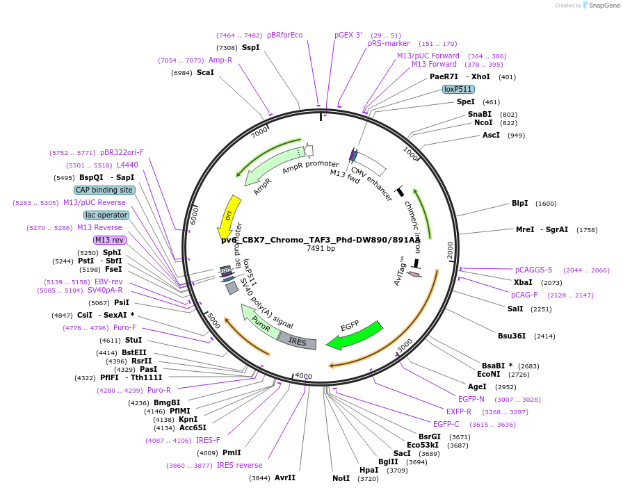 179402-plasmid-map-sequence-id-370528