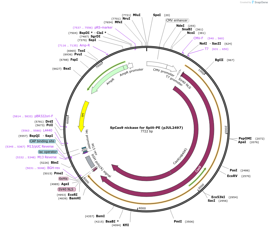 190104-plasmid-map-sequence-id-370599