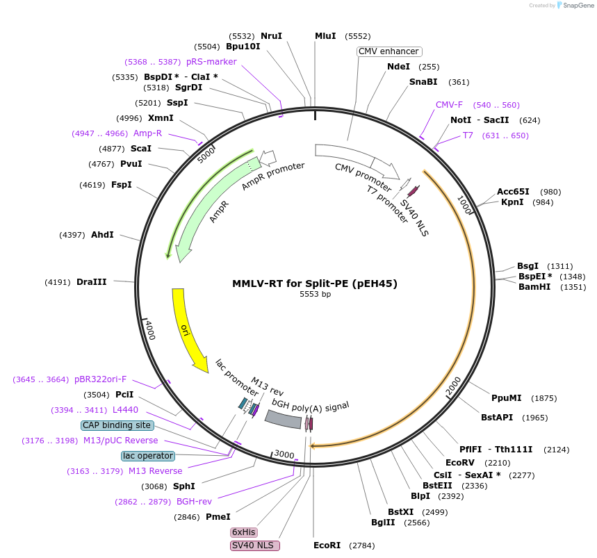 190105-plasmid-map-sequence-id-370600