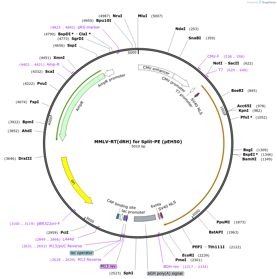 190106-plasmid-map-sequence-id-370601