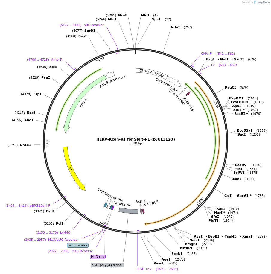 190107-plasmid-map-sequence-id-370603