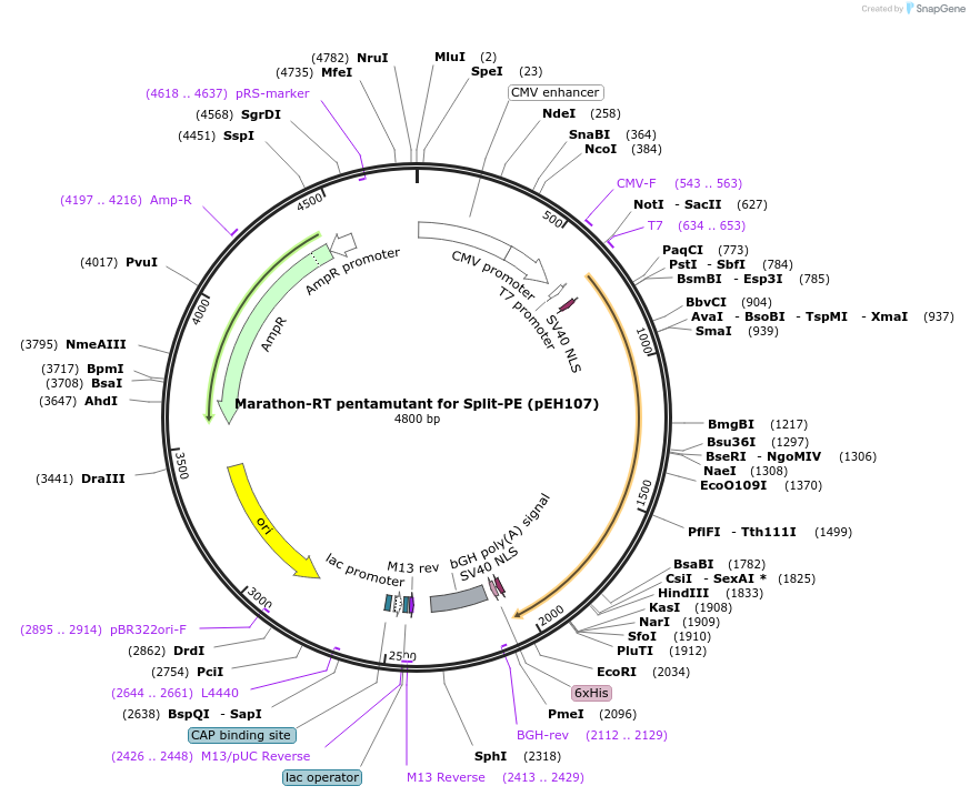 190110-plasmid-map-sequence-id-370606