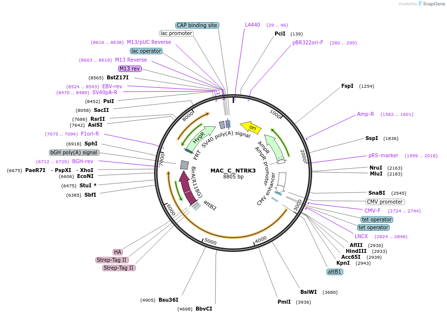187754-plasmid-map-sequence-id-370613