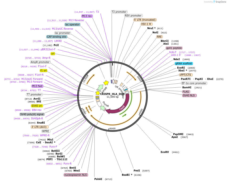 164991-plasmid-map-sequence-id-370621