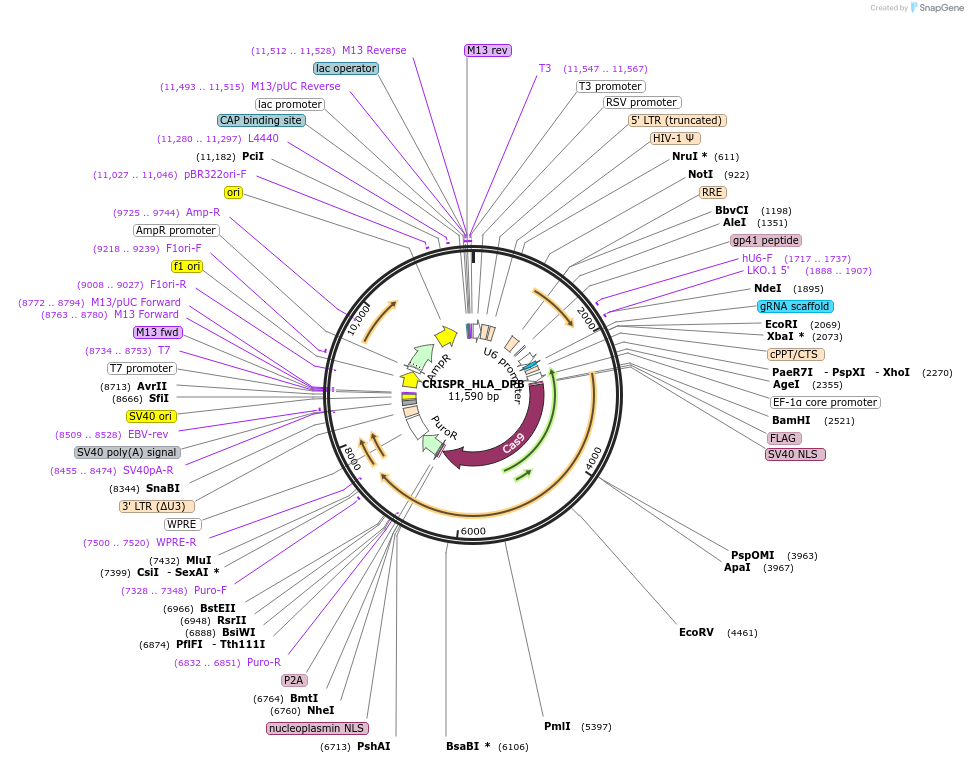 164989-plasmid-map-sequence-id-370622