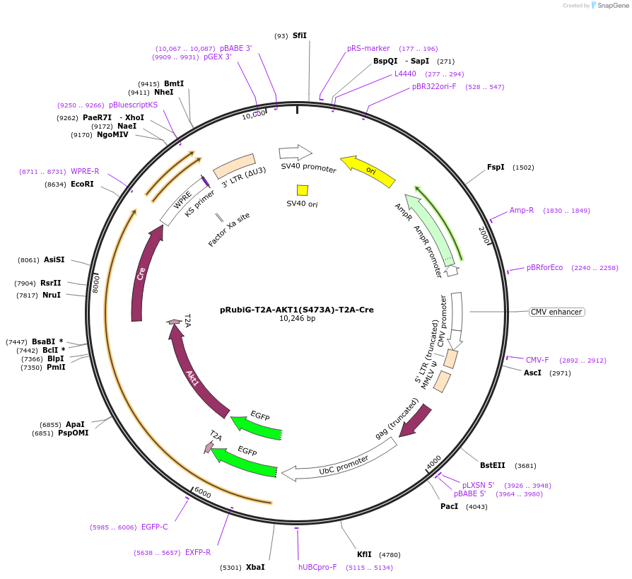 189012-plasmid-map-sequence-id-370624