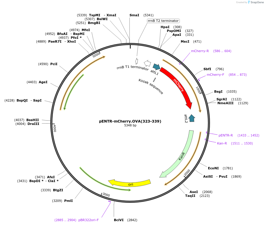 190006-plasmid-map-sequence-id-370643
