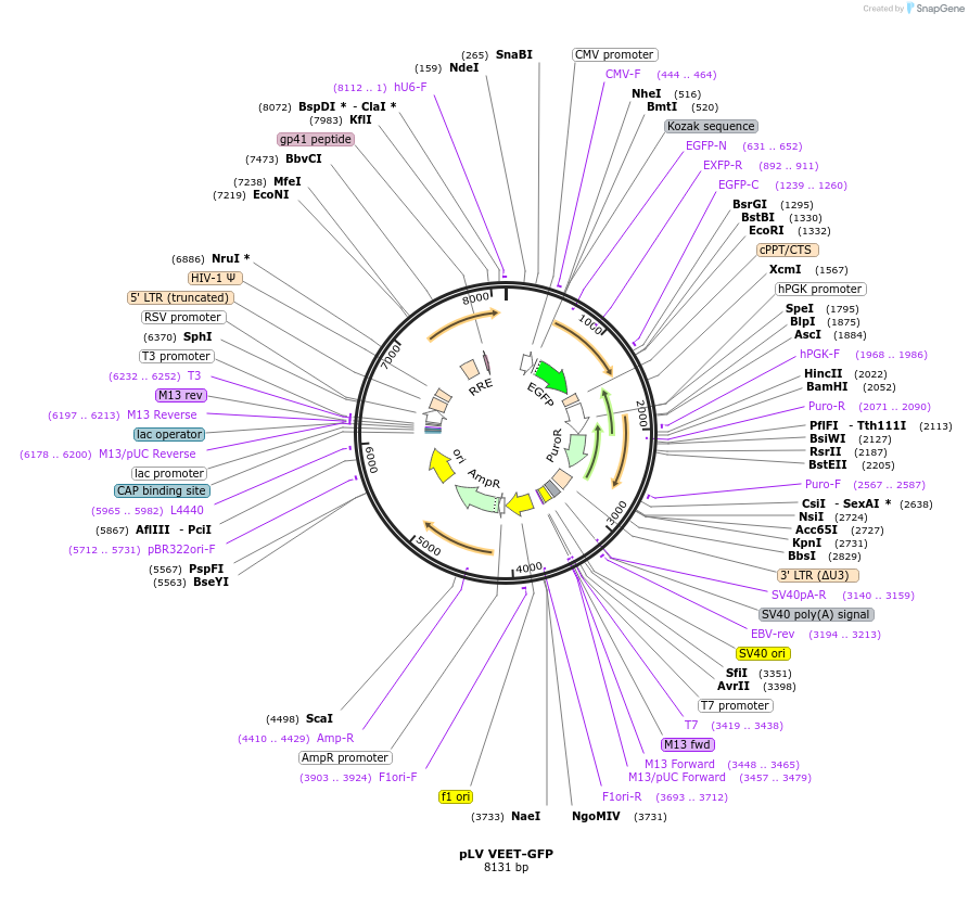 188706-plasmid-map-sequence-id-370644