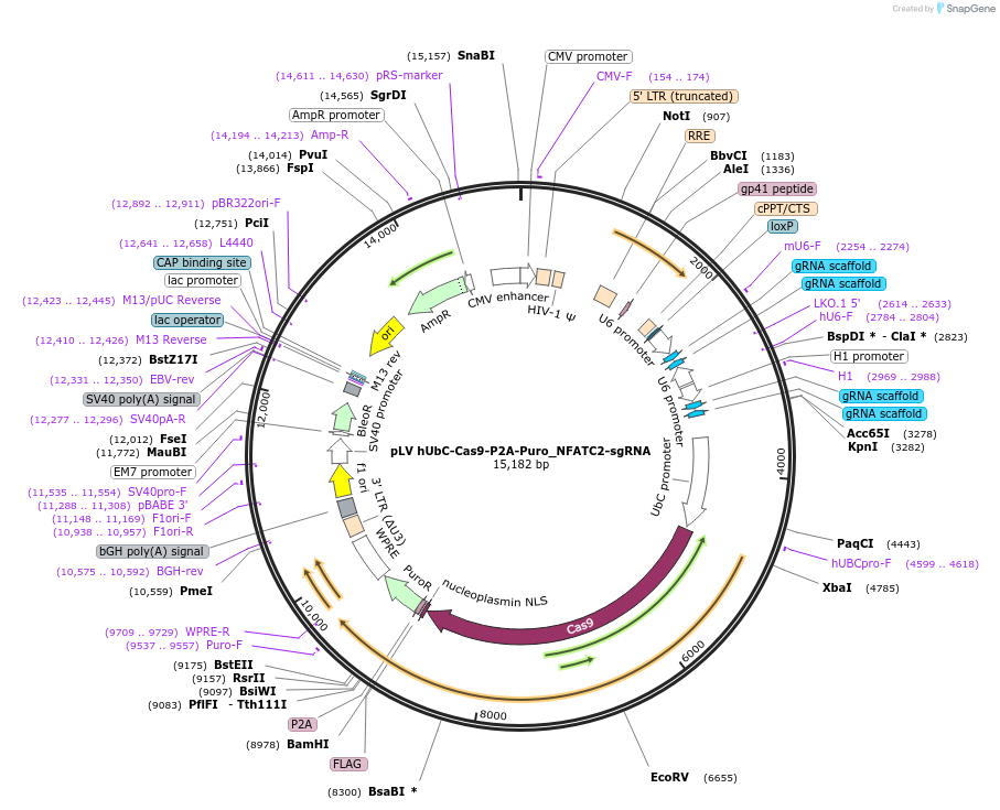 188704-plasmid-map-sequence-id-370654