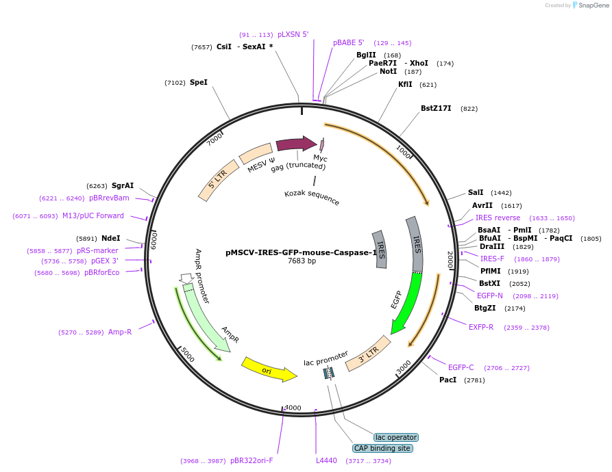 183361-plasmid-map-sequence-id-370656
