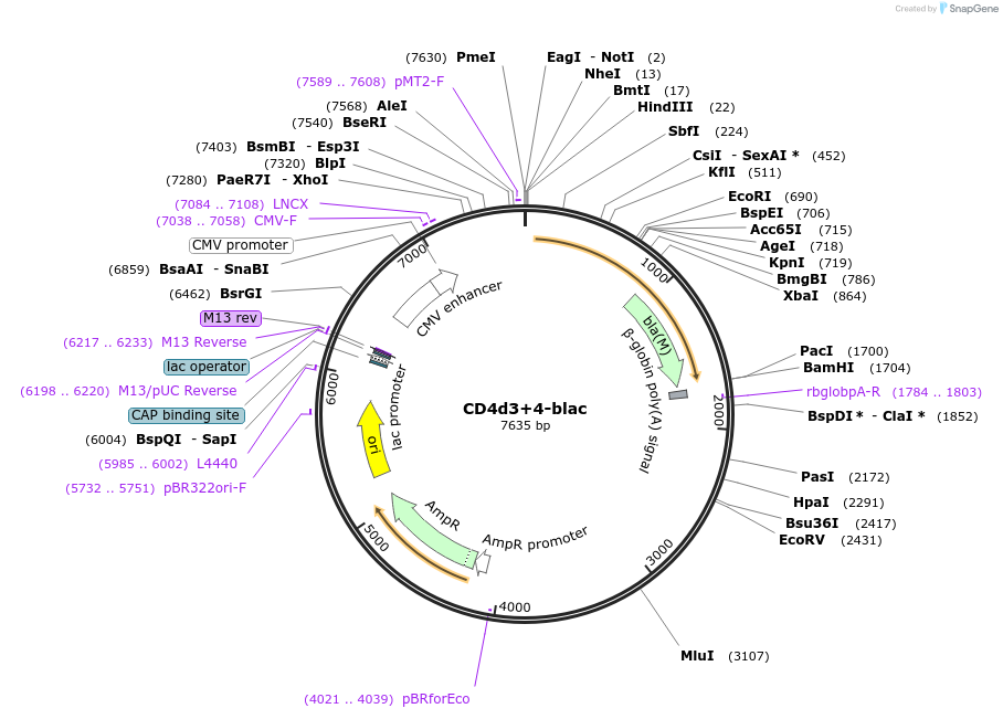32403-plasmid-map-sequence-id-37066