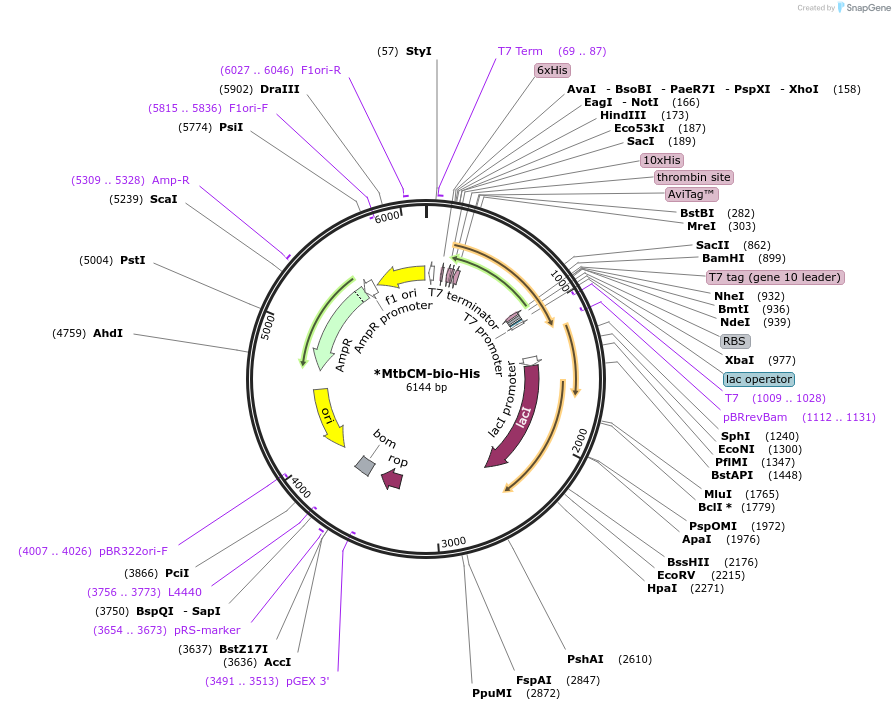 186027-plasmid-map-sequence-id-370660