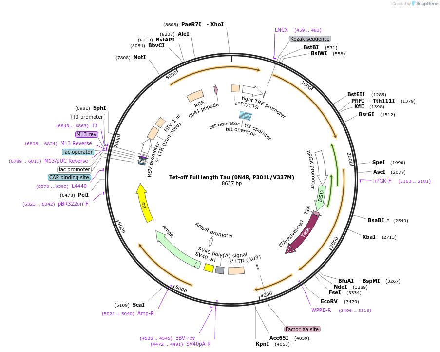 188573-plasmid-map-sequence-id-370663