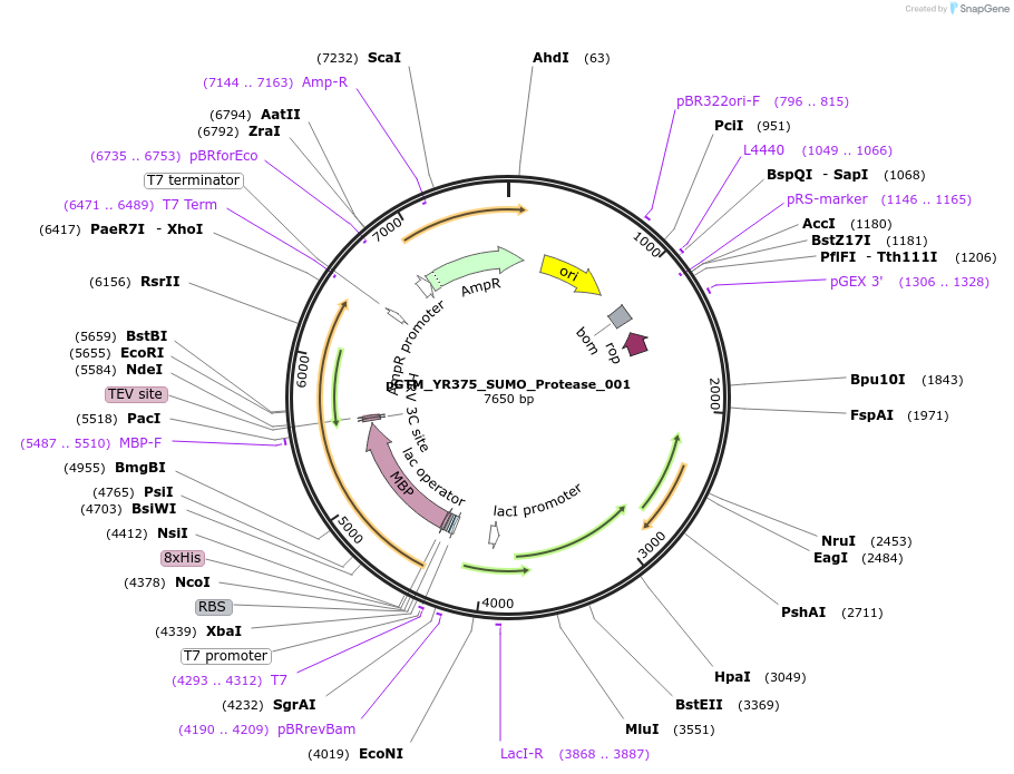 190063-plasmid-map-sequence-id-370664