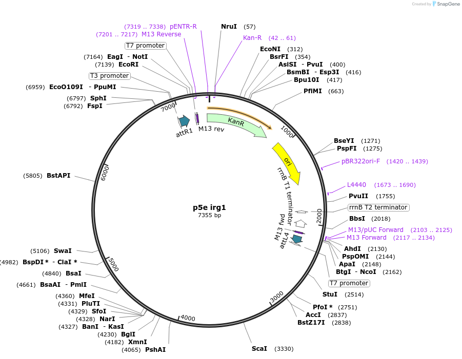 188698-plasmid-map-sequence-id-370667