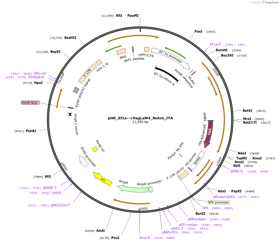 162237-plasmid-map-sequence-id-370670