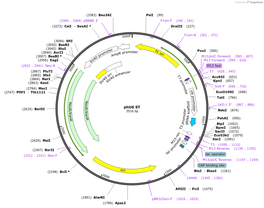 188712-plasmid-map-sequence-id-370671