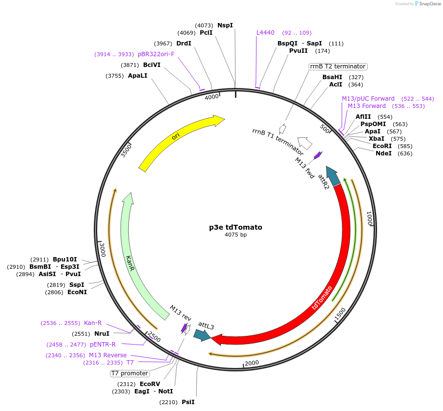 188700-plasmid-map-sequence-id-370673