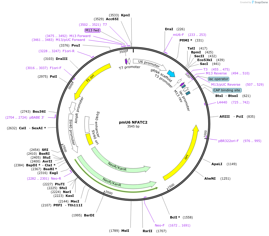 188709-plasmid-map-sequence-id-370677