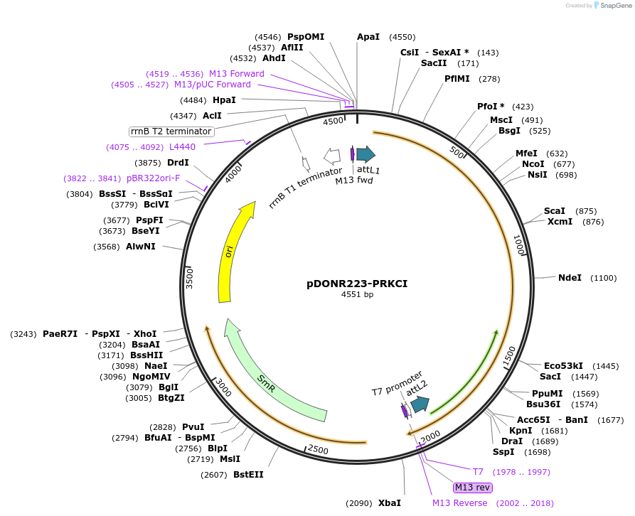 23828-plasmid-map-sequence-id-370693