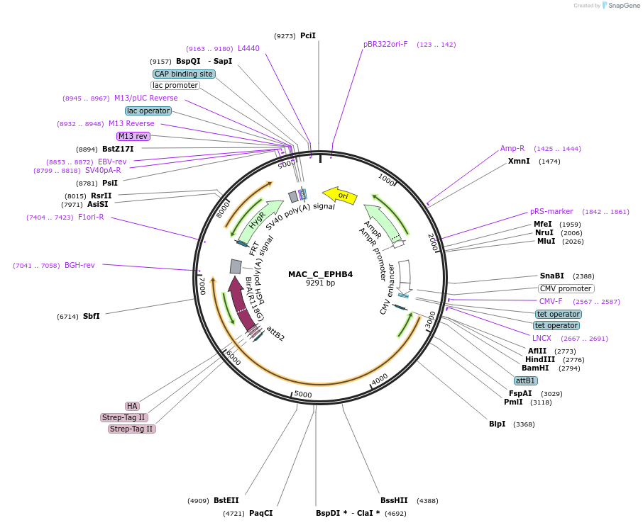 187768-plasmid-map-sequence-id-370708