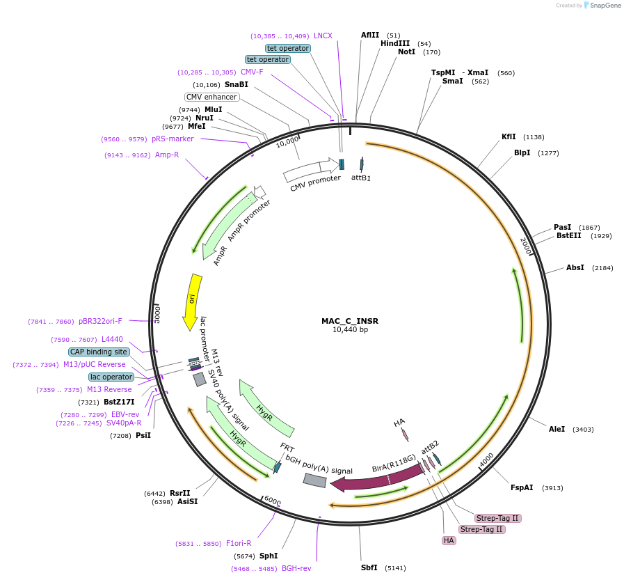 187772-plasmid-map-sequence-id-370709