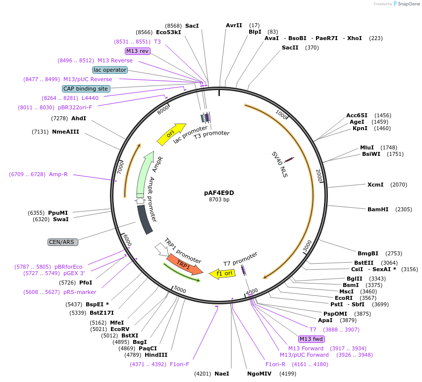 185844-plasmid-map-sequence-id-370739