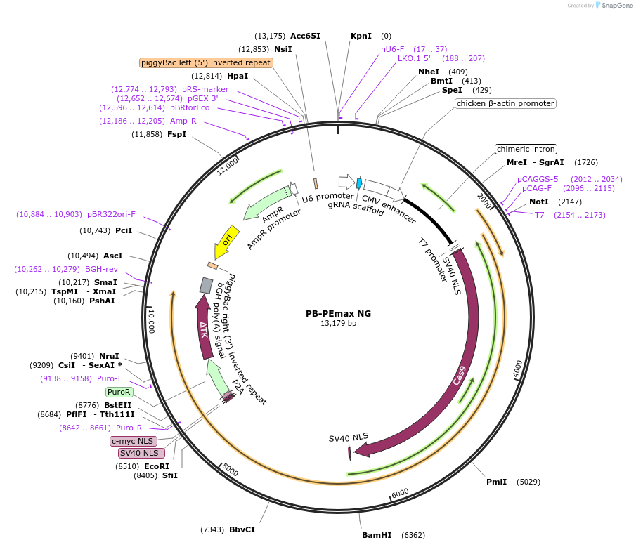 187894-plasmid-map-sequence-id-370740