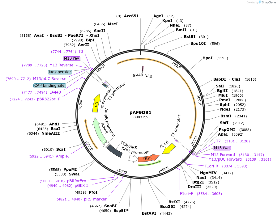 185845-plasmid-map-sequence-id-370741