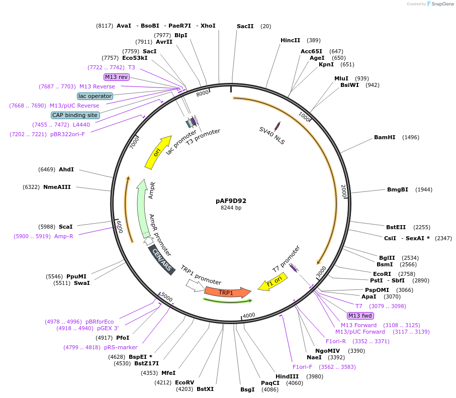 185846-plasmid-map-sequence-id-370744