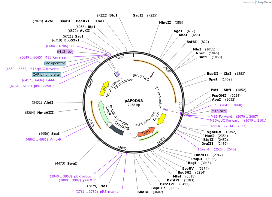 185847-plasmid-map-sequence-id-370745