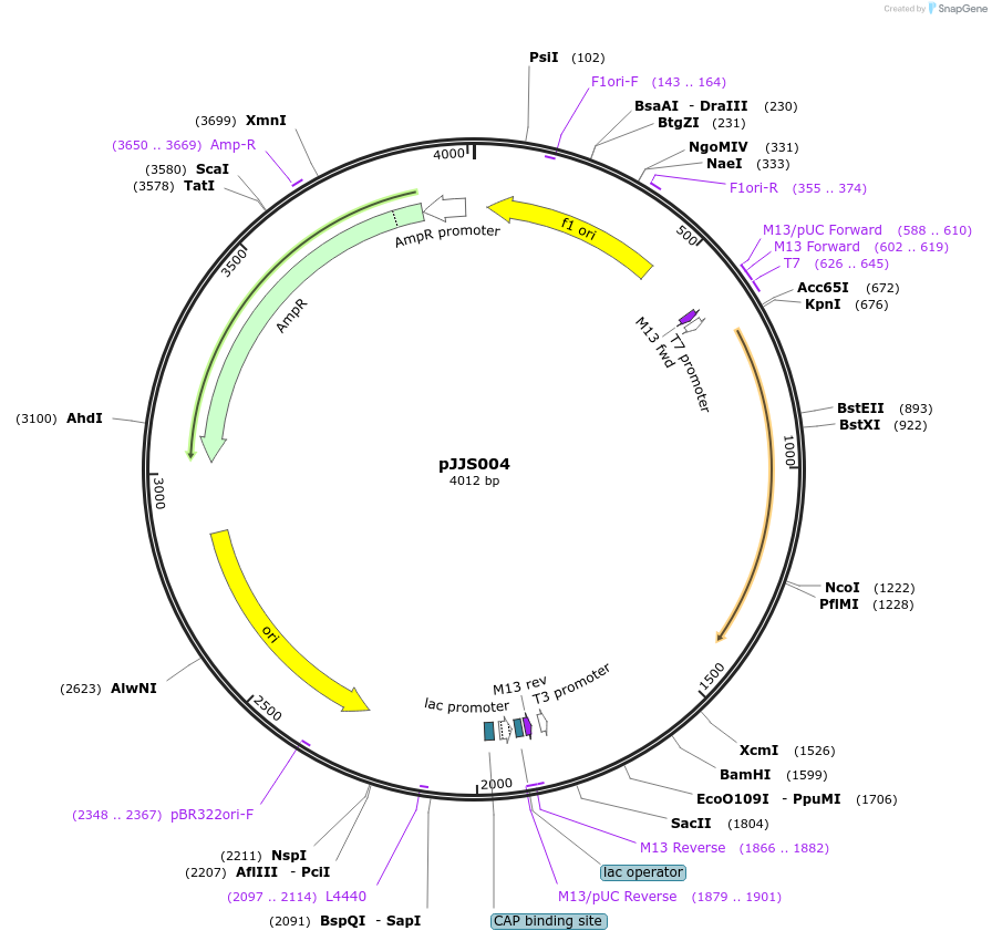 188327-plasmid-map-sequence-id-370750