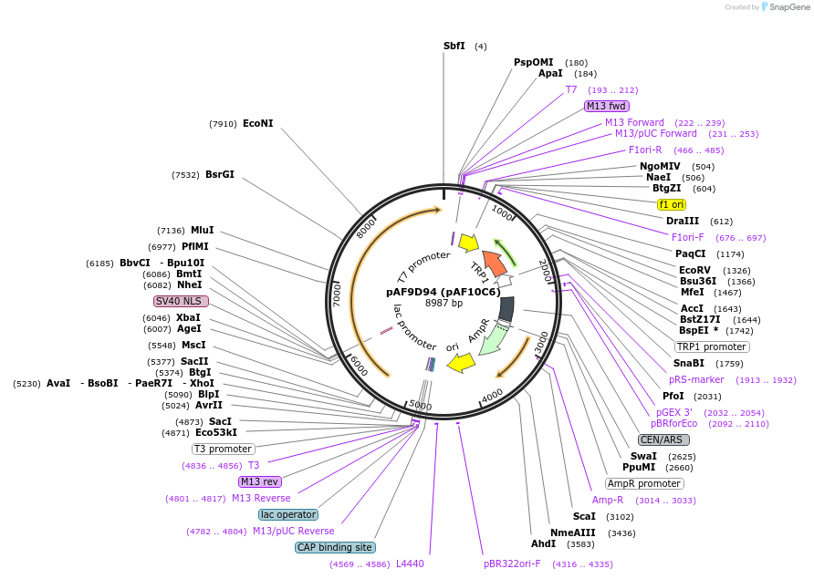 185848-plasmid-map-sequence-id-370754