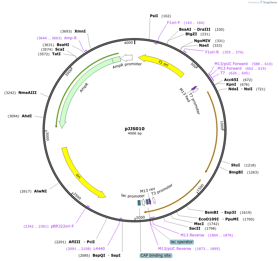 188333-plasmid-map-sequence-id-370755