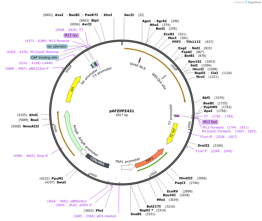185849-plasmid-map-sequence-id-370758