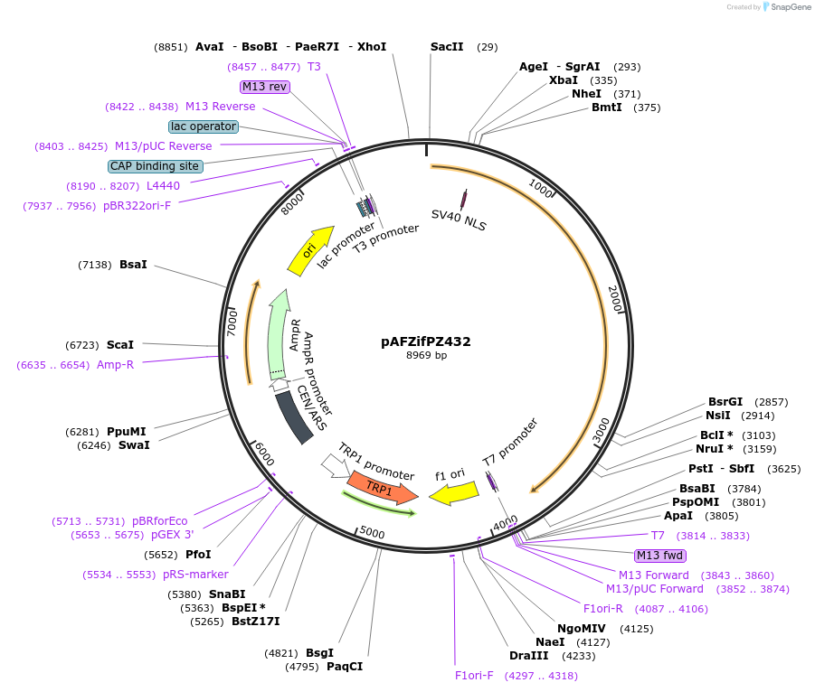 185850-plasmid-map-sequence-id-370759
