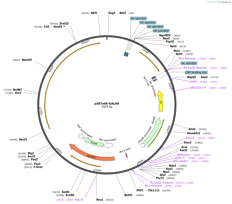 185853-plasmid-map-sequence-id-370762