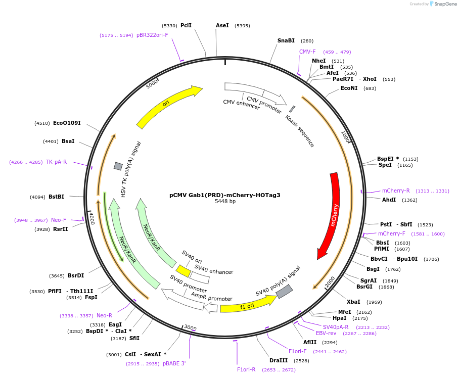 190026-plasmid-map-sequence-id-370763