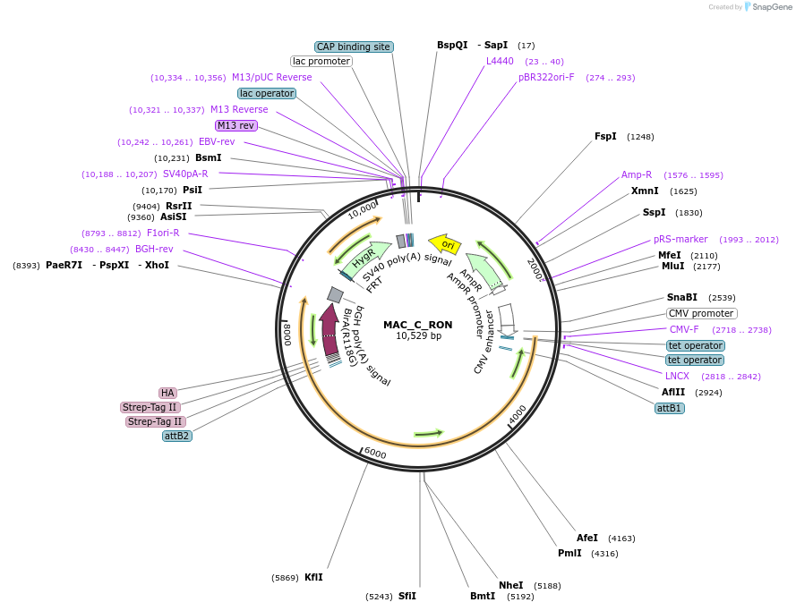 187783-plasmid-map-sequence-id-370764